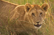 Lions  Masai Mara 